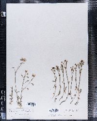 Cerastium arvense image