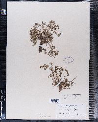 Spergularia sparsiflora image
