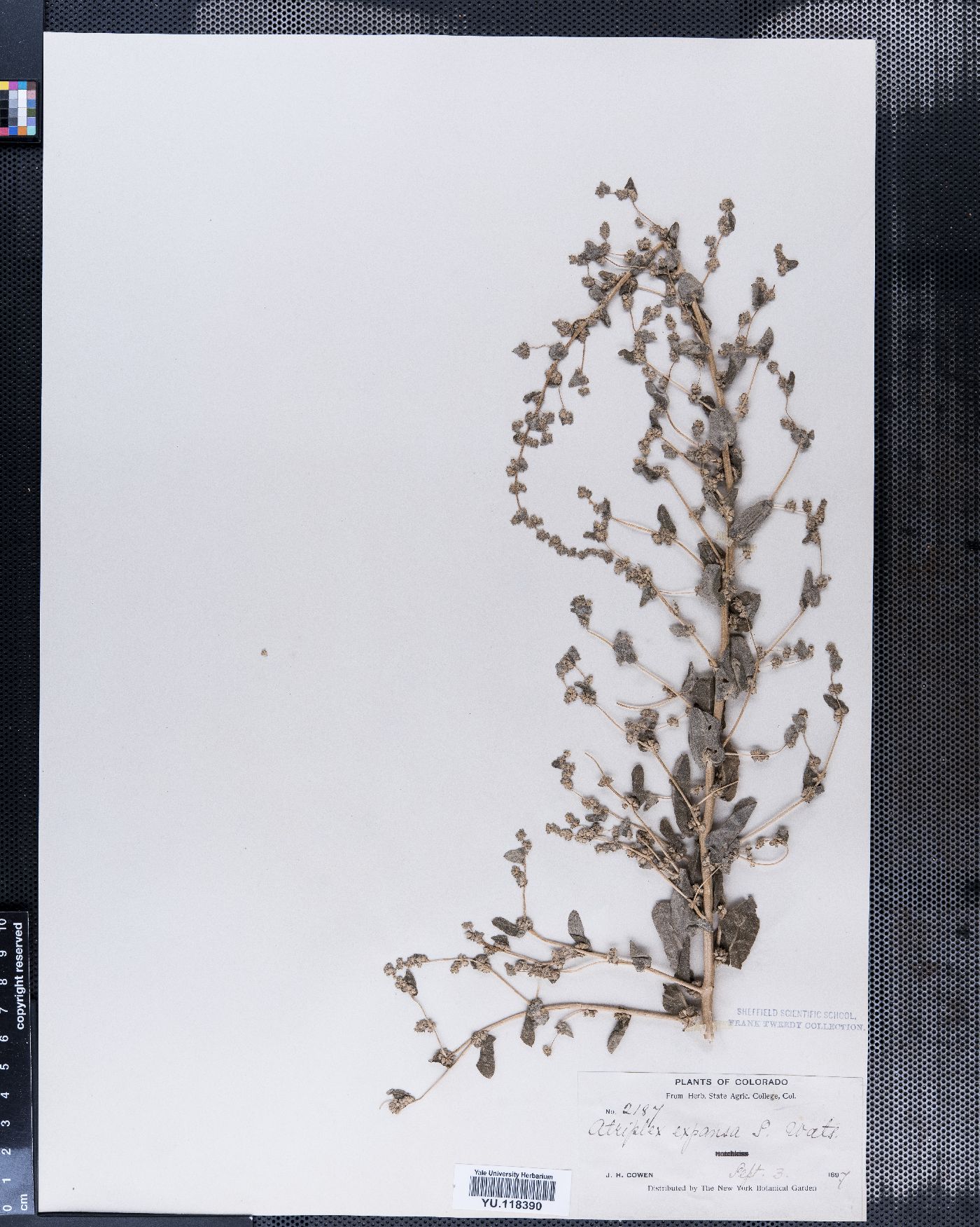 Atriplex argentea subsp. expansa image