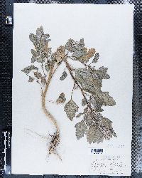 Chenopodium album image