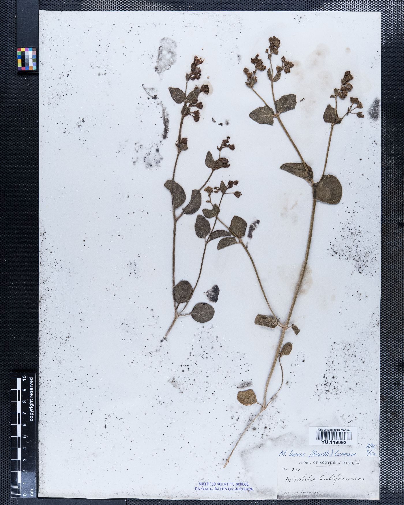 Mirabilis laevis var. crassifolia image