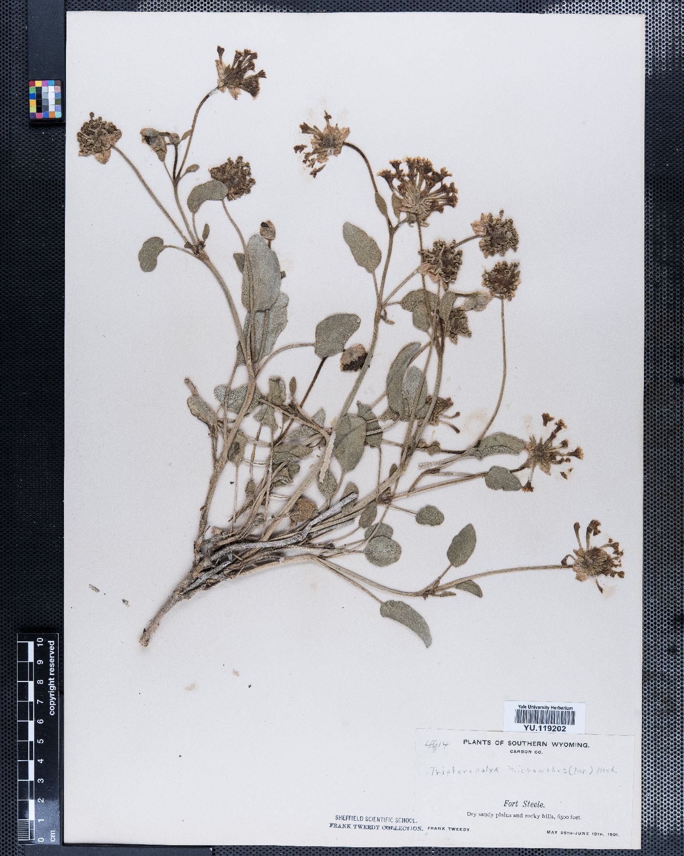 Tripterocalyx micranthus image