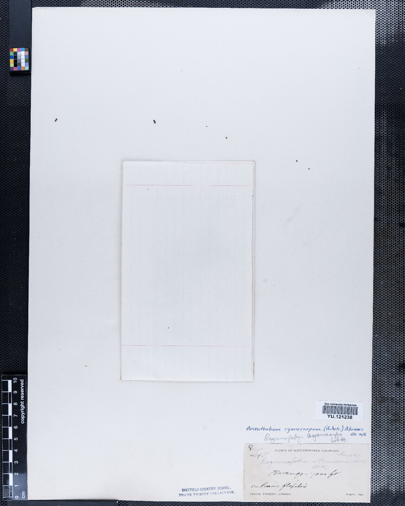 Arceuthobium cyanocarpum image