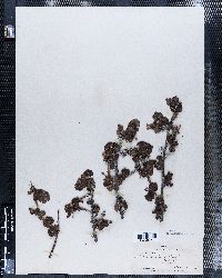 Image of Ribes pumilum