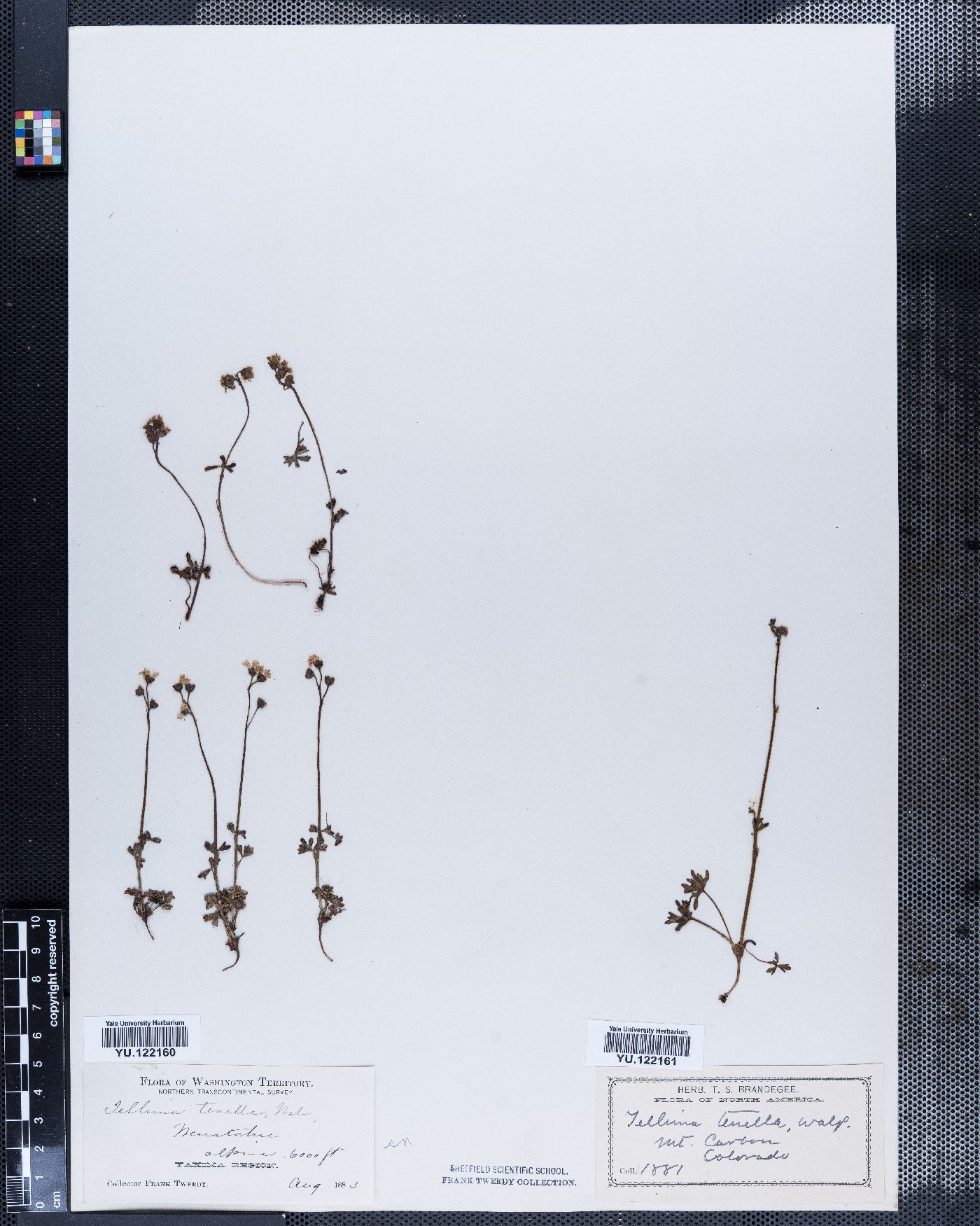 Tellima tenella image