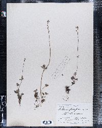 Tellima parviflora image
