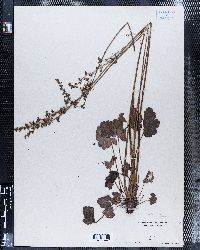 Micranthes nelsoniana var. nelsoniana image