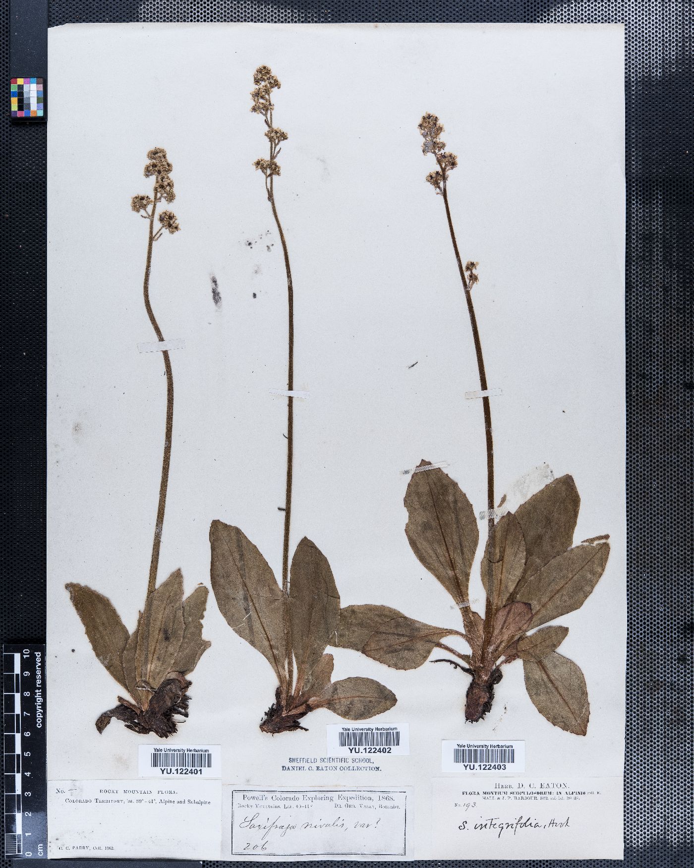 Saxifraga nivalis image