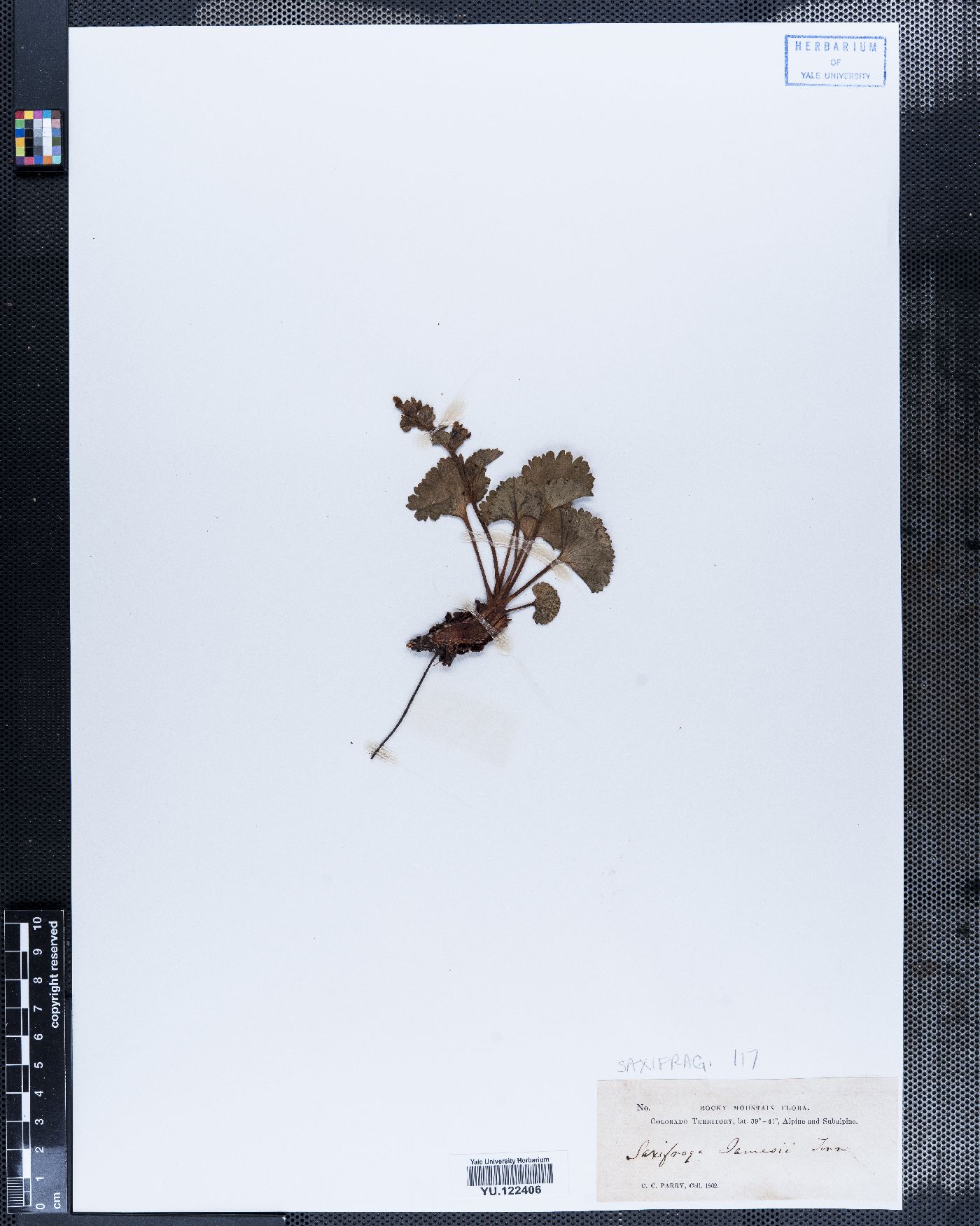 Telesonix jamesii image