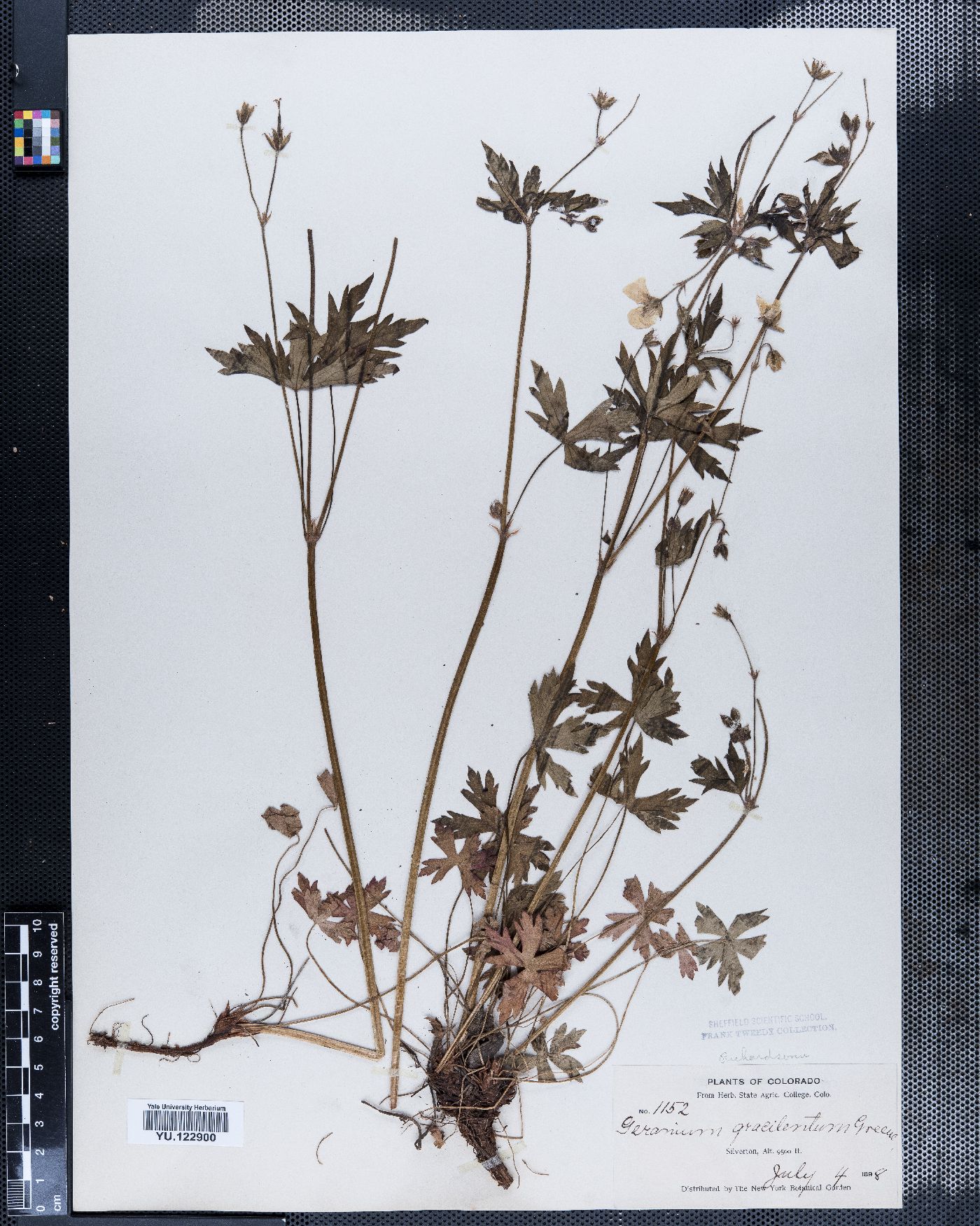 Geranium gracilentum image