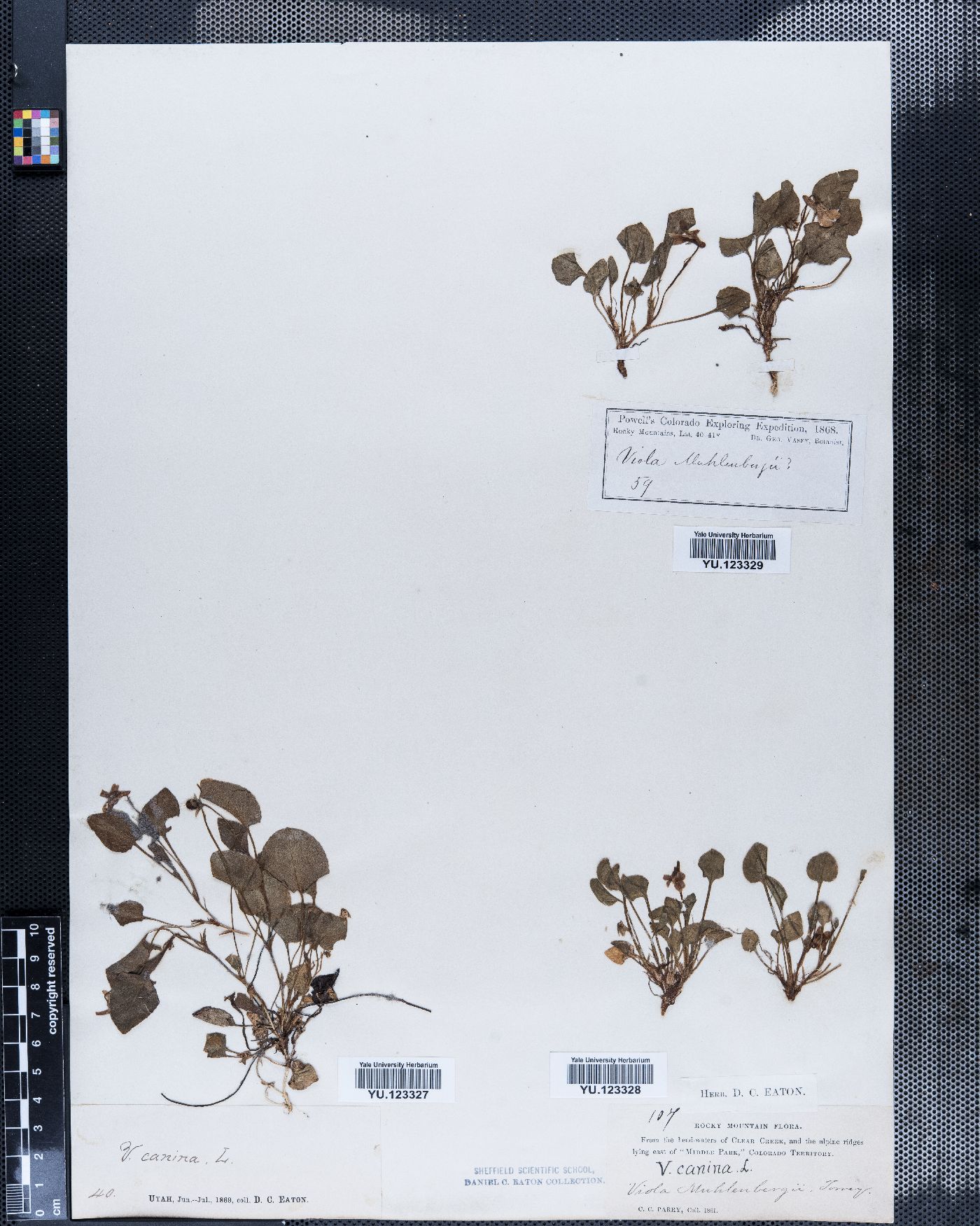 Viola canina var. muhlenbergii image
