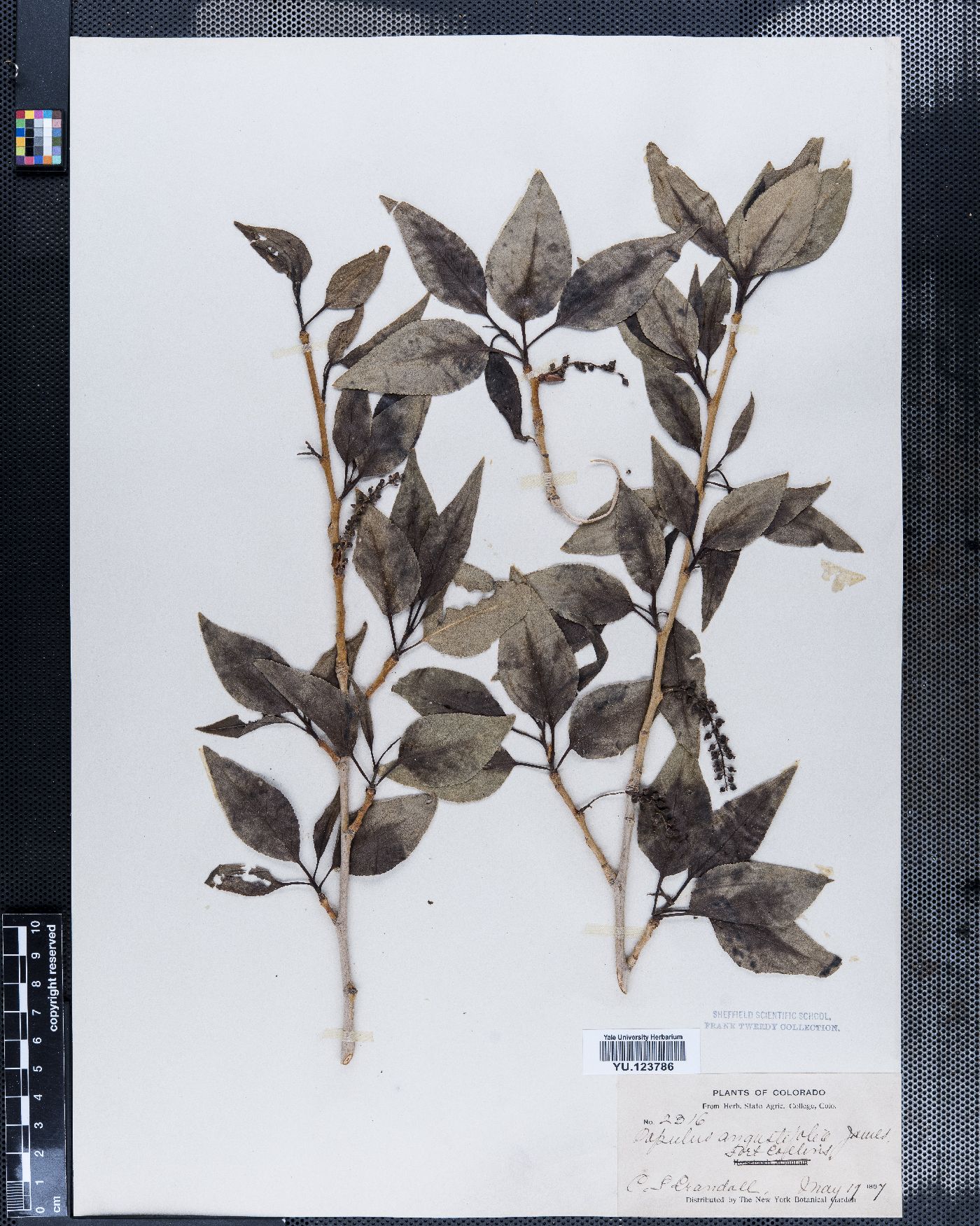 Populus angulata image