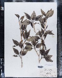Populus angulata image
