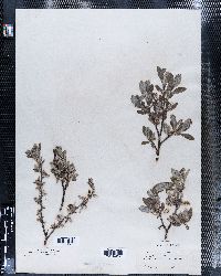 Salix glauca image