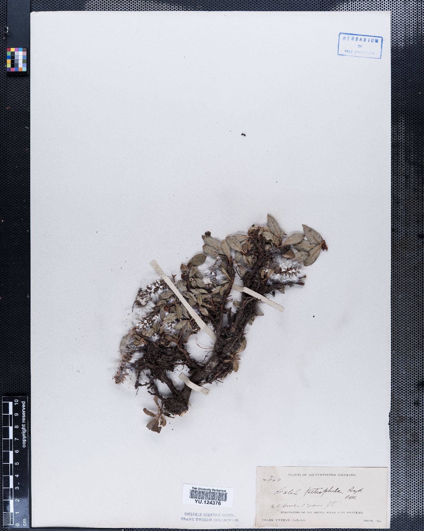 Salix petrophila image