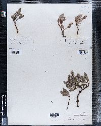 Salix arctica image