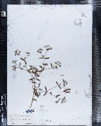 Chamaesyce missurica image
