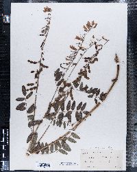 Hedysarum mackenziei image