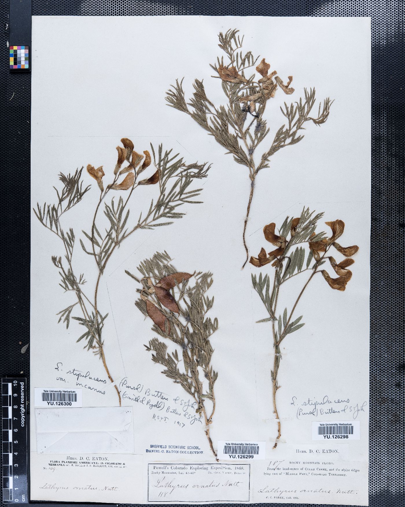 Lathyrus stipulaceus var. incanus image