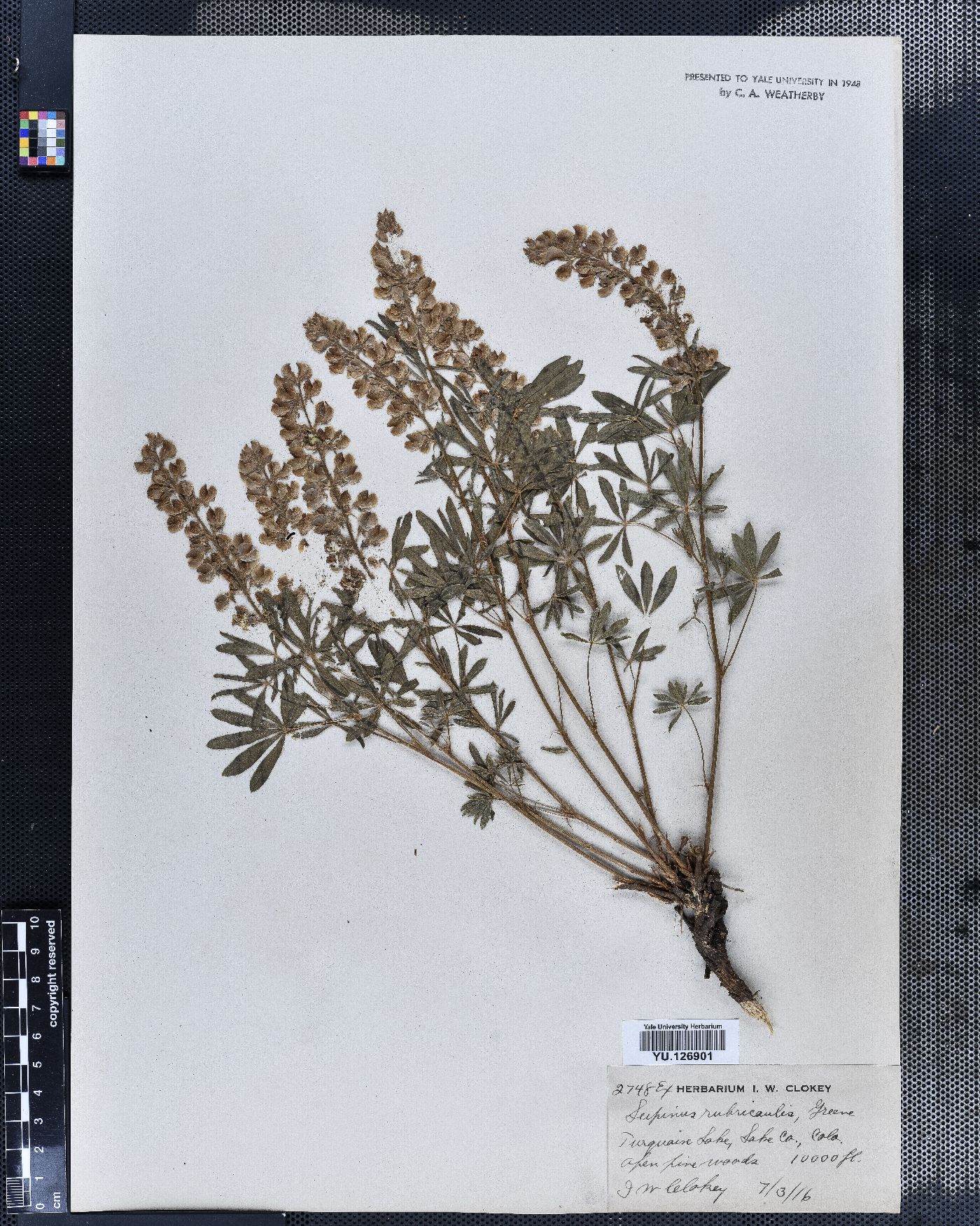 Lupinus argenteus subsp. rubricaulis image