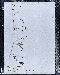 Phaseolus acutifolius image