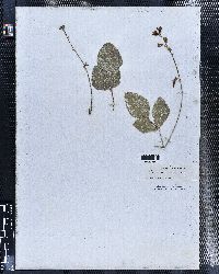 Phaseolus ritensis image