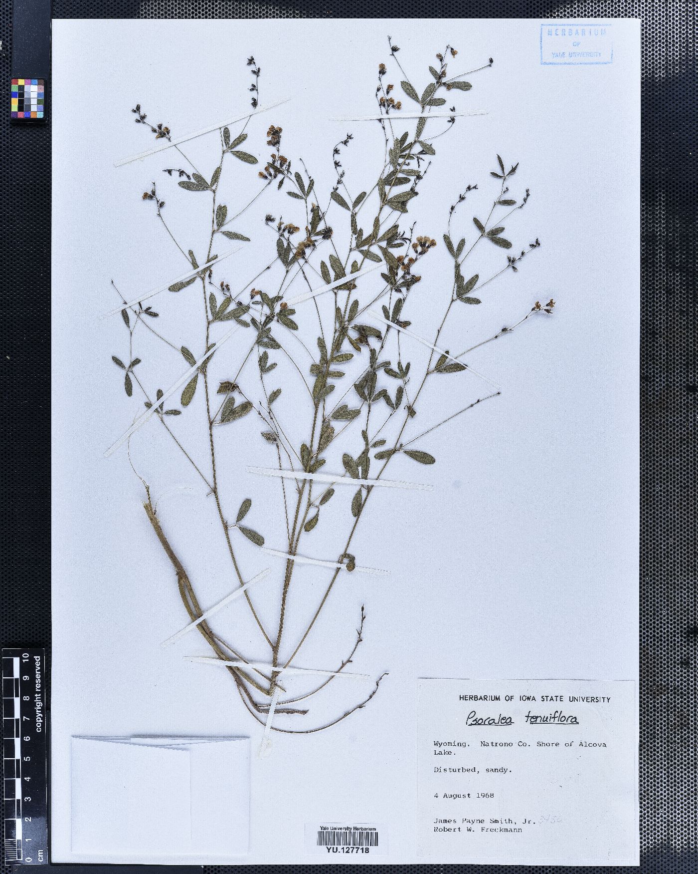 Psoralea fascicularis image