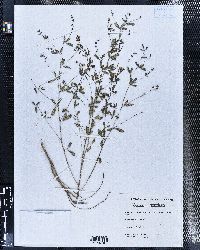 Image of Psoralea fascicularis