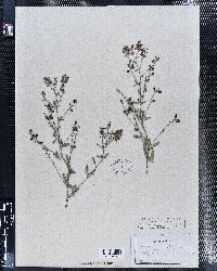 Pediomelum tenuiflorum image