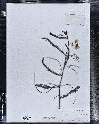 Sesbania herbacea image