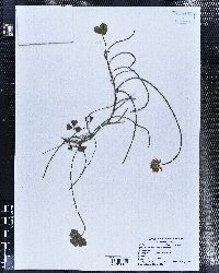 Trifolium gymnocarpon image