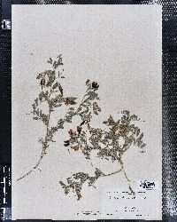 Image of Vicia coquimbensis