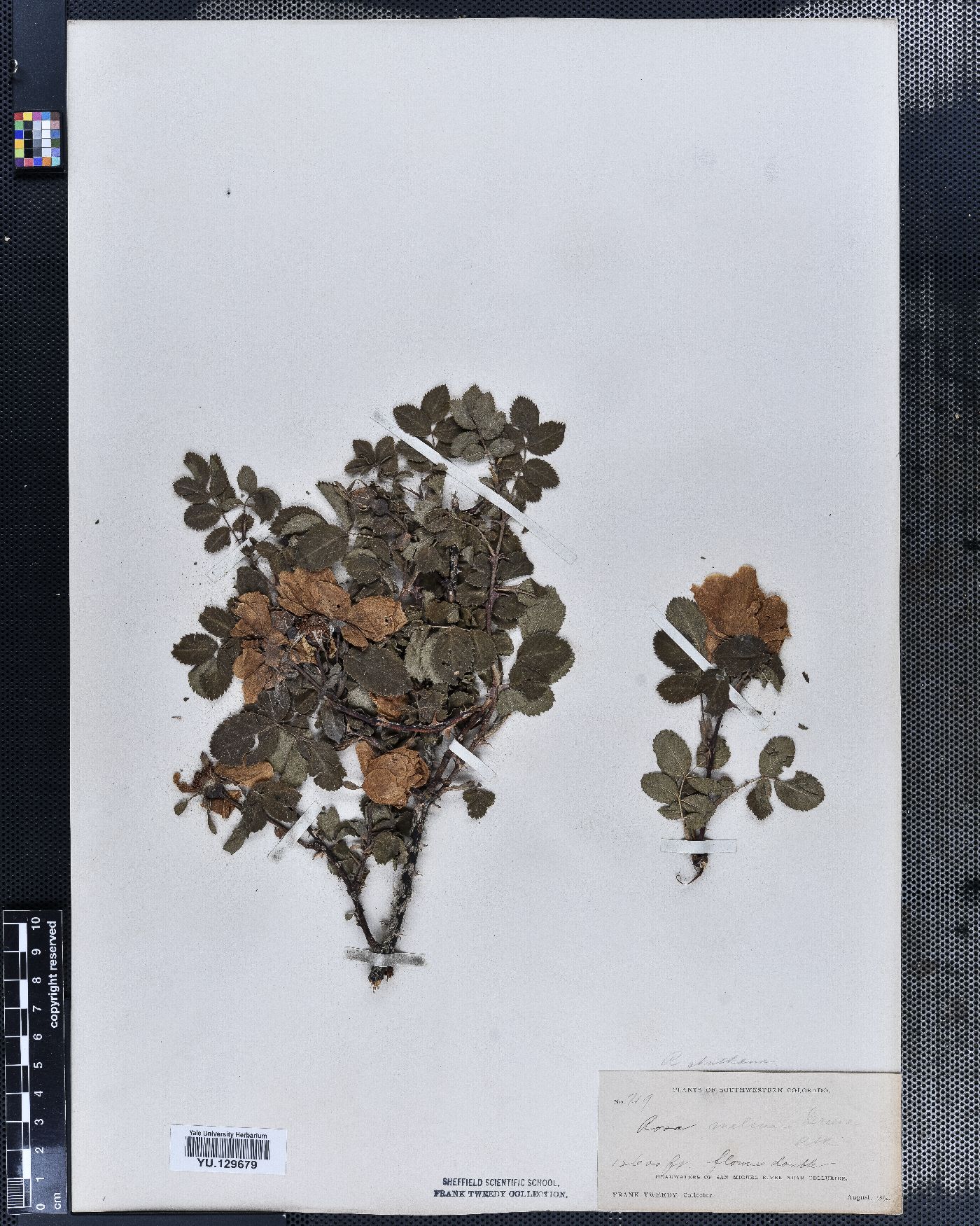 Rosa nutkana subsp. melina image