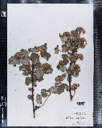 Physocarpus monogynus image