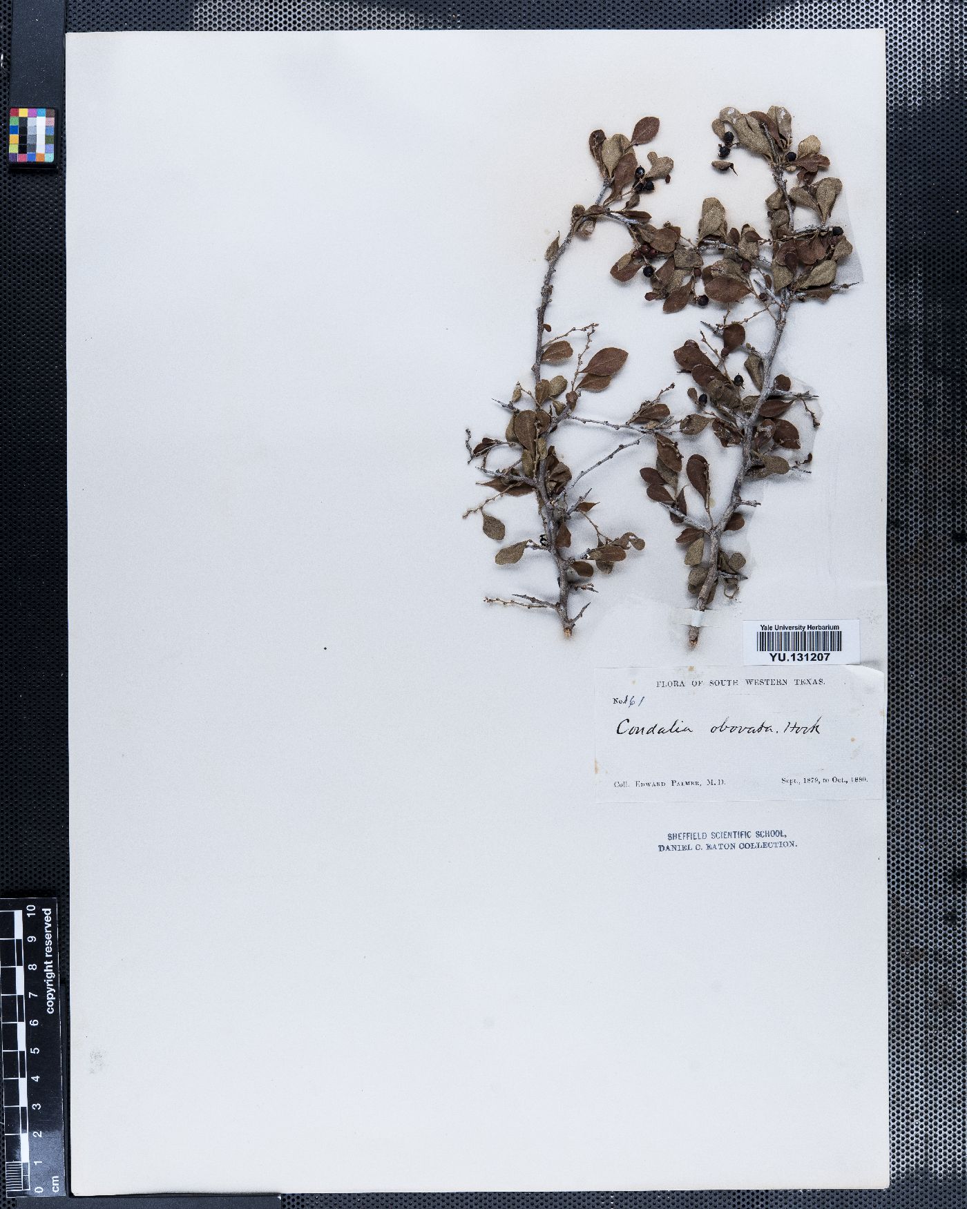 Condalia obovata image
