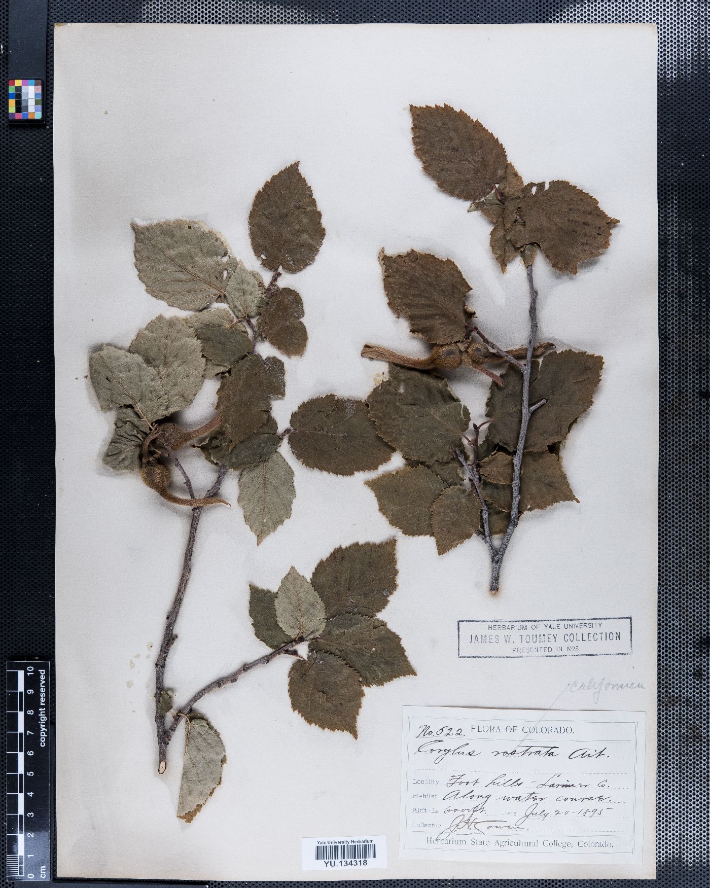 Corylus rostrata image