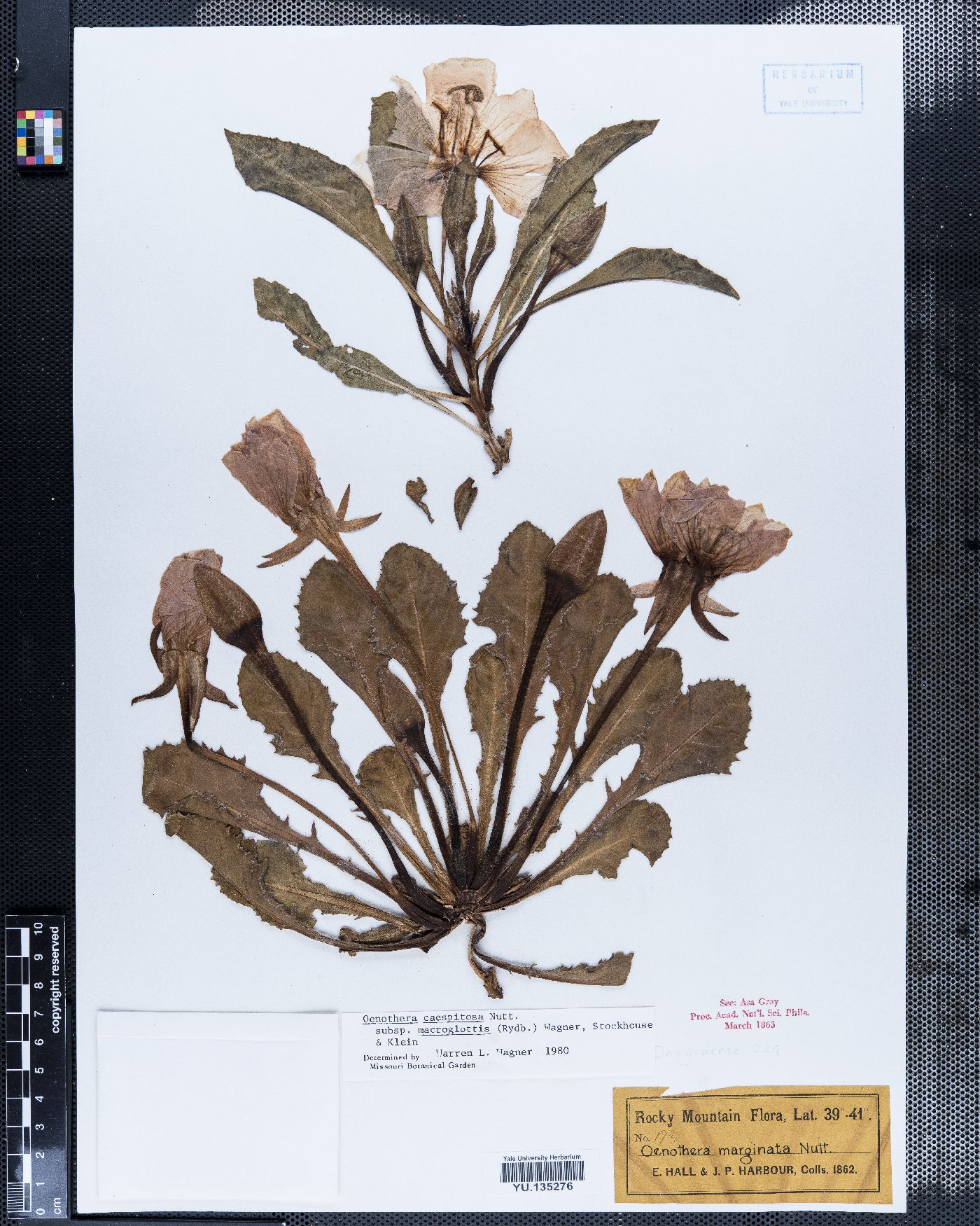 Oenothera marginata image