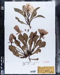 Oenothera marginata image