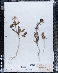 Oenothera gauriflora image