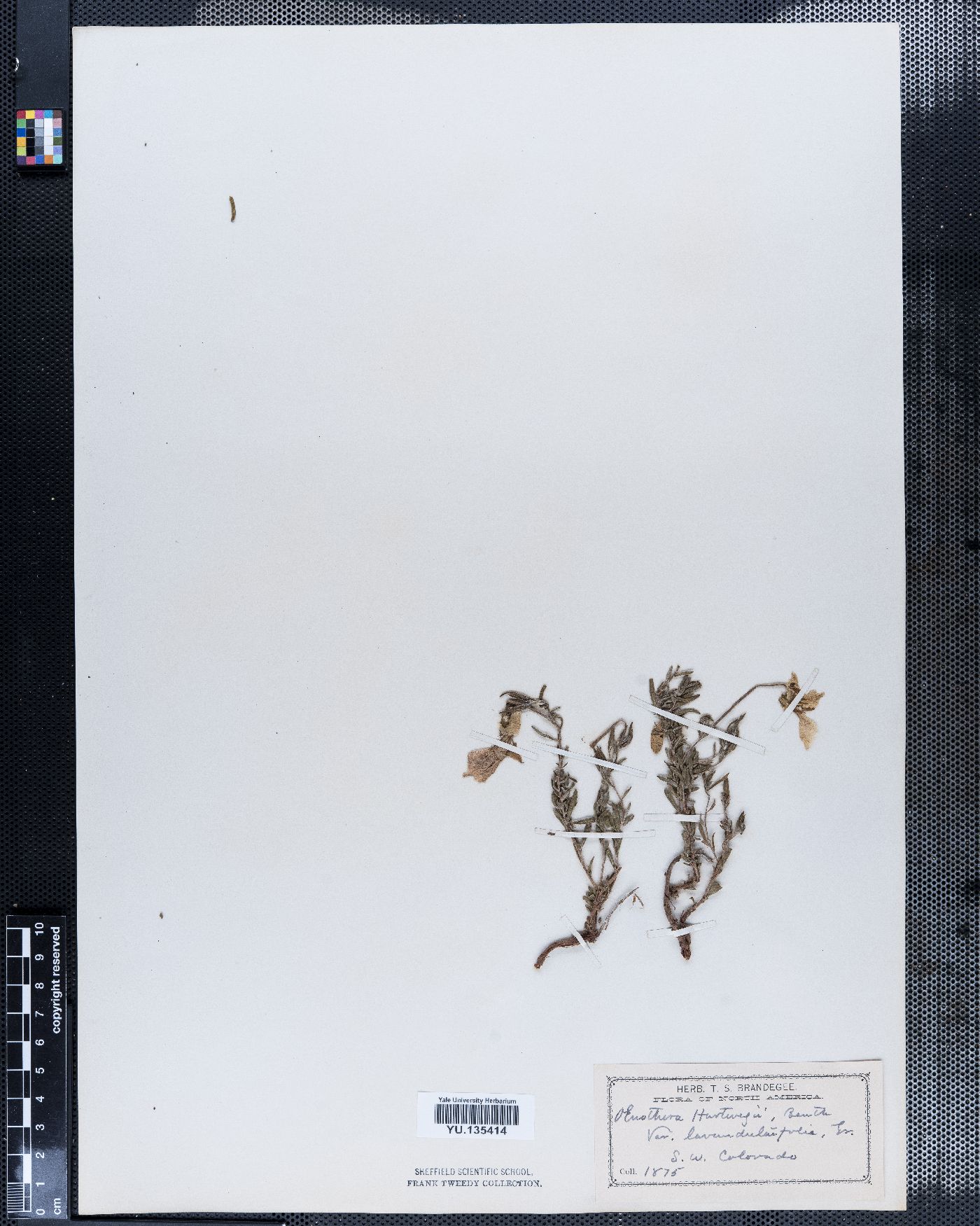 Calylophus hartwegii subsp. hartwegii image