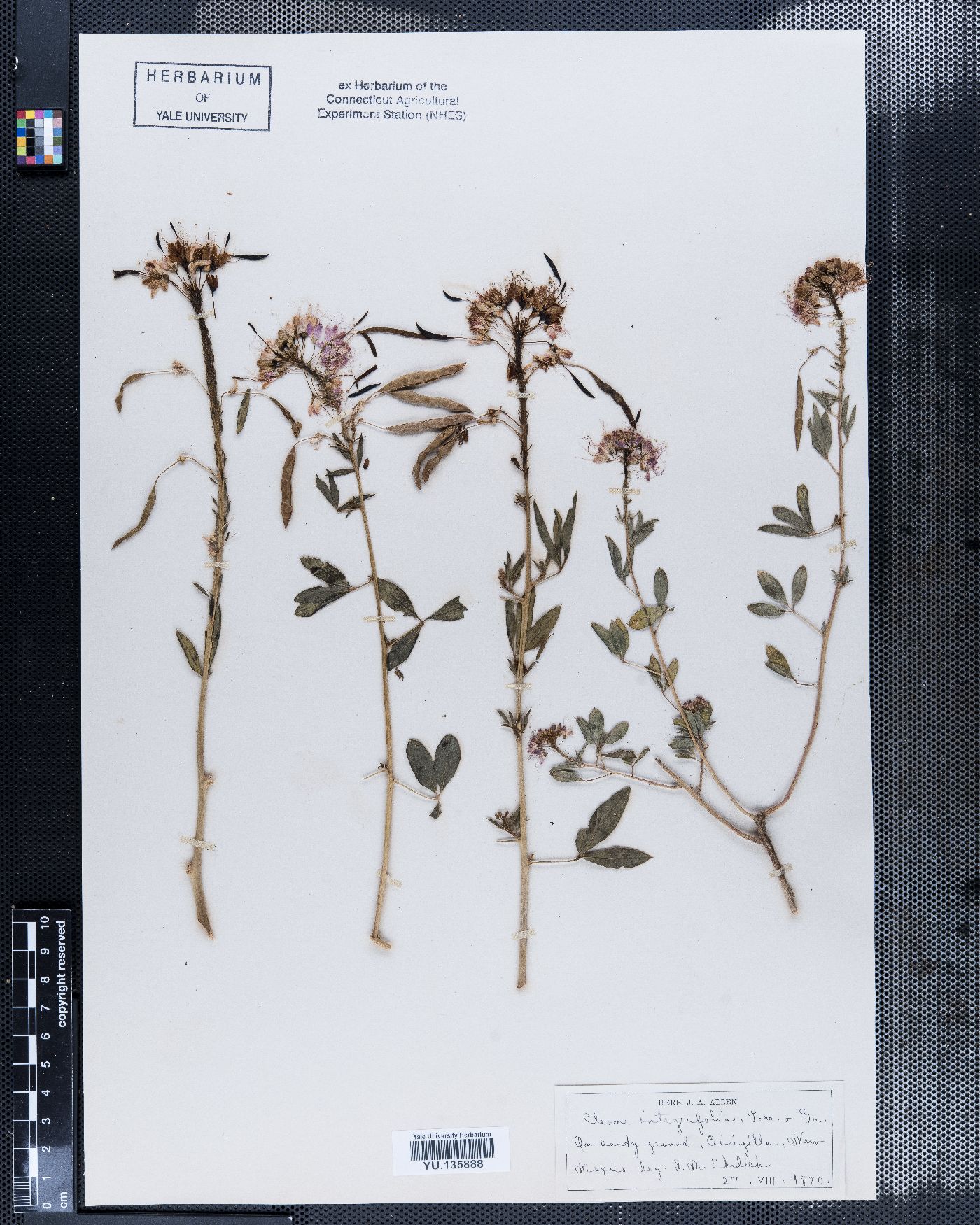 Cleome integrifolia image
