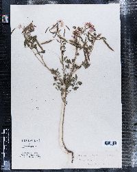 Cleome integrifolia image