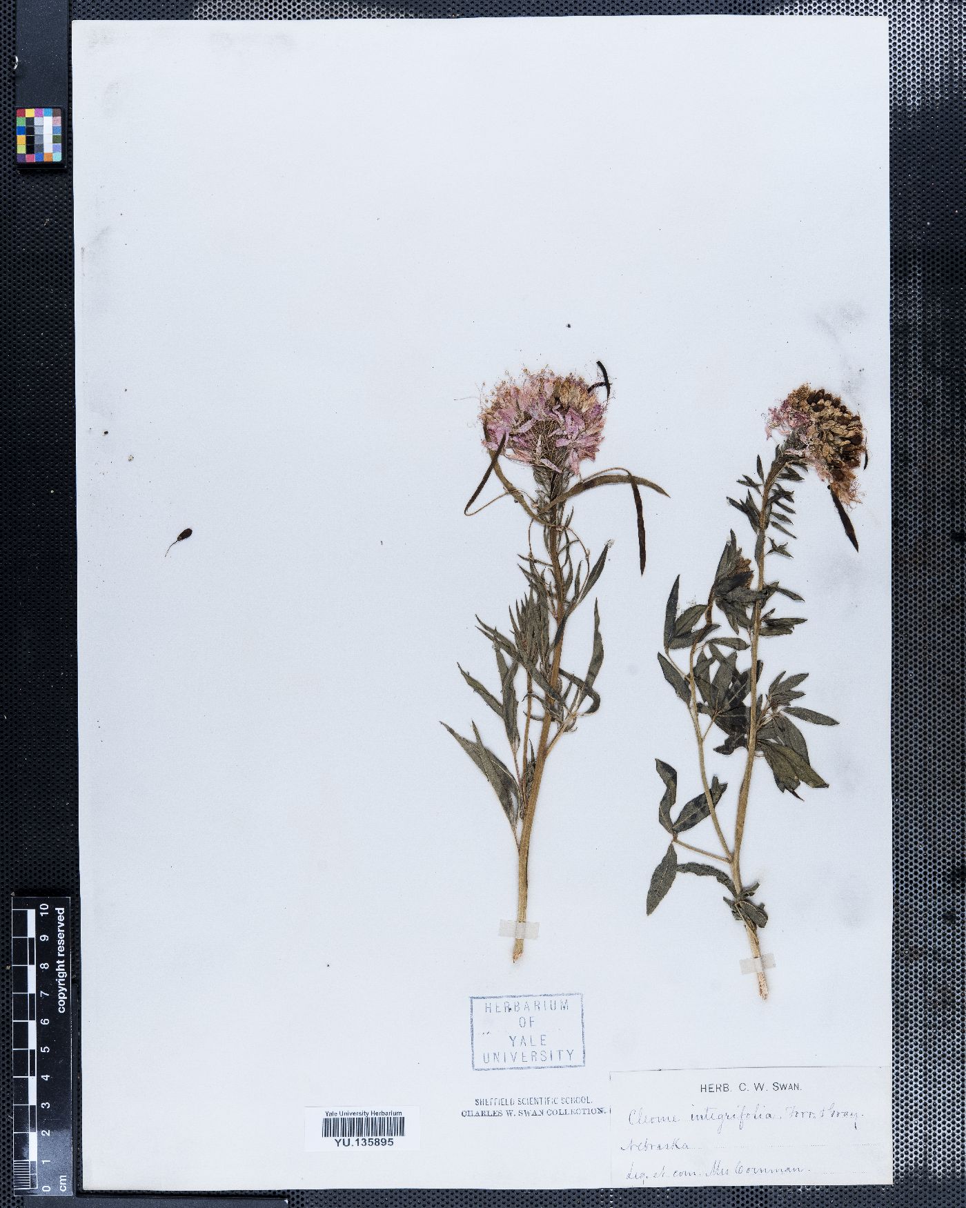 Cleome integrifolia image