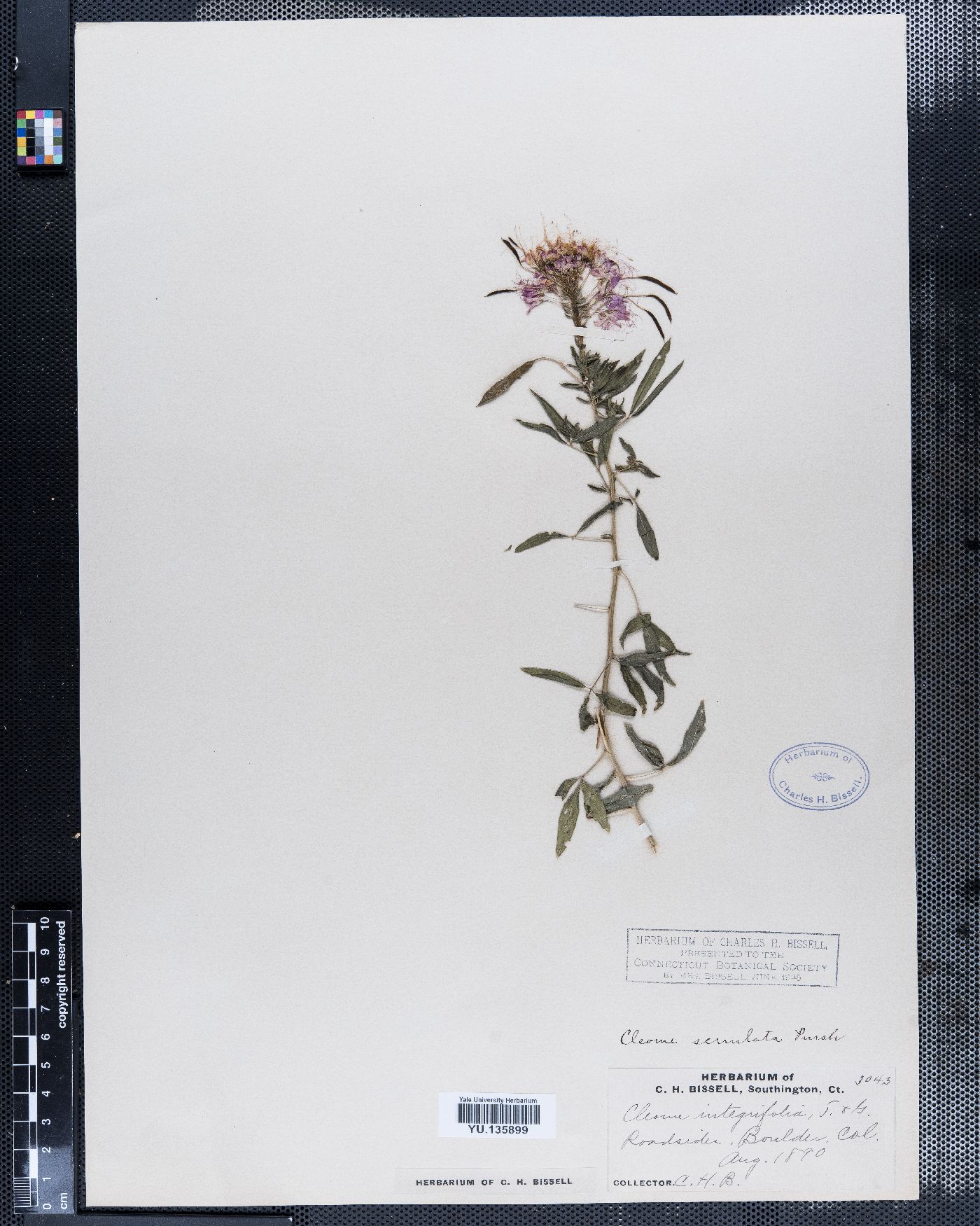 Cleome integrifolia image