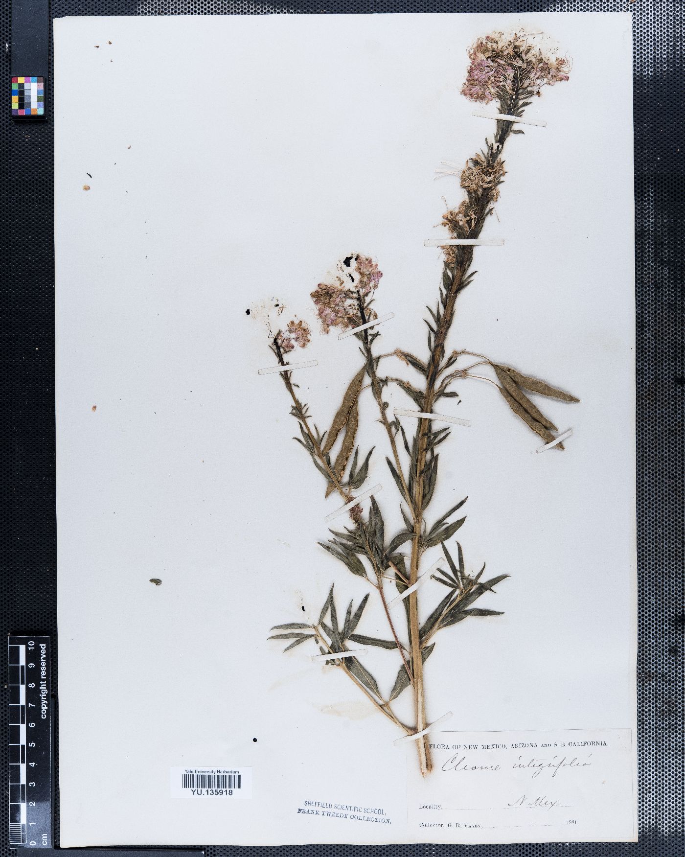 Cleome integrifolia image