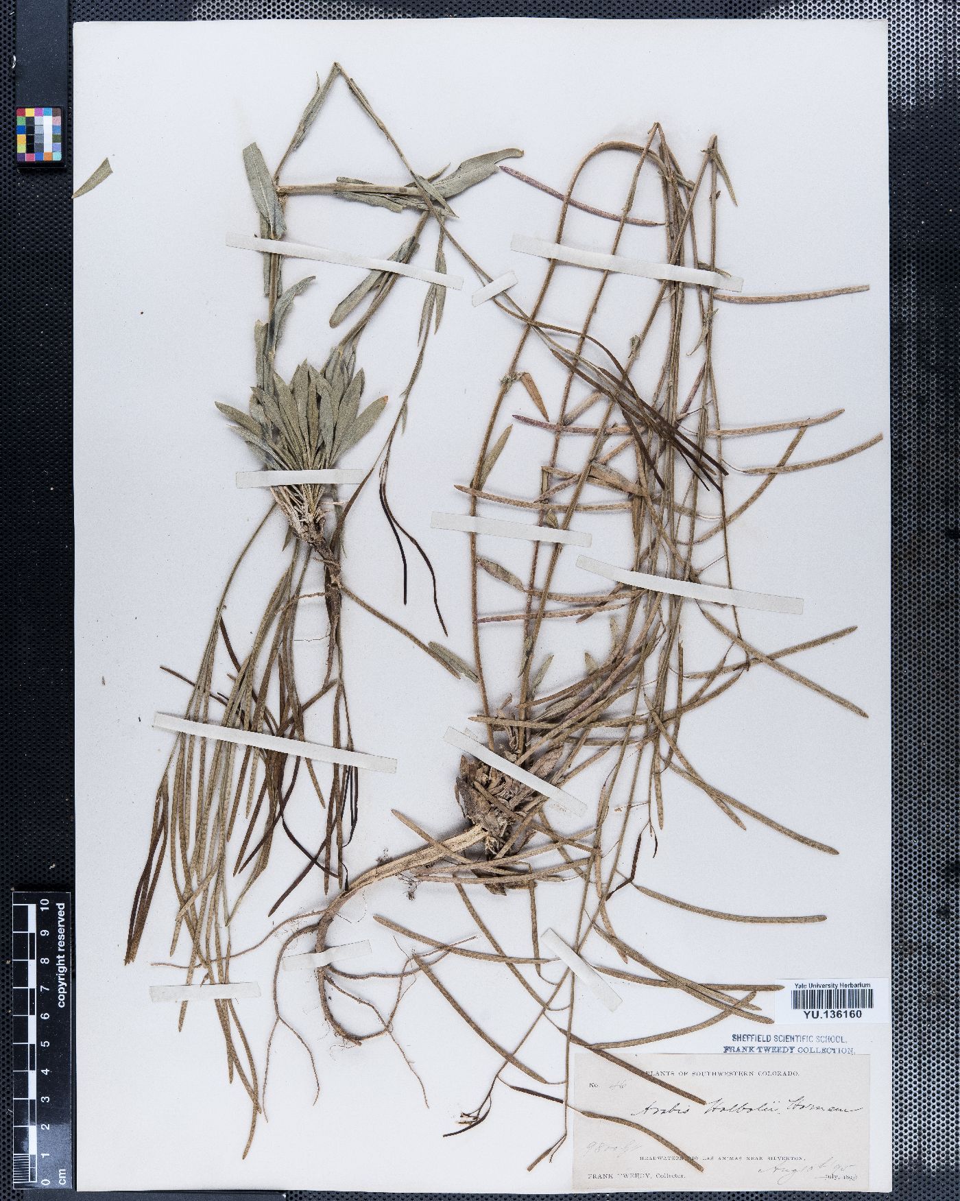 Boechera holboellii image