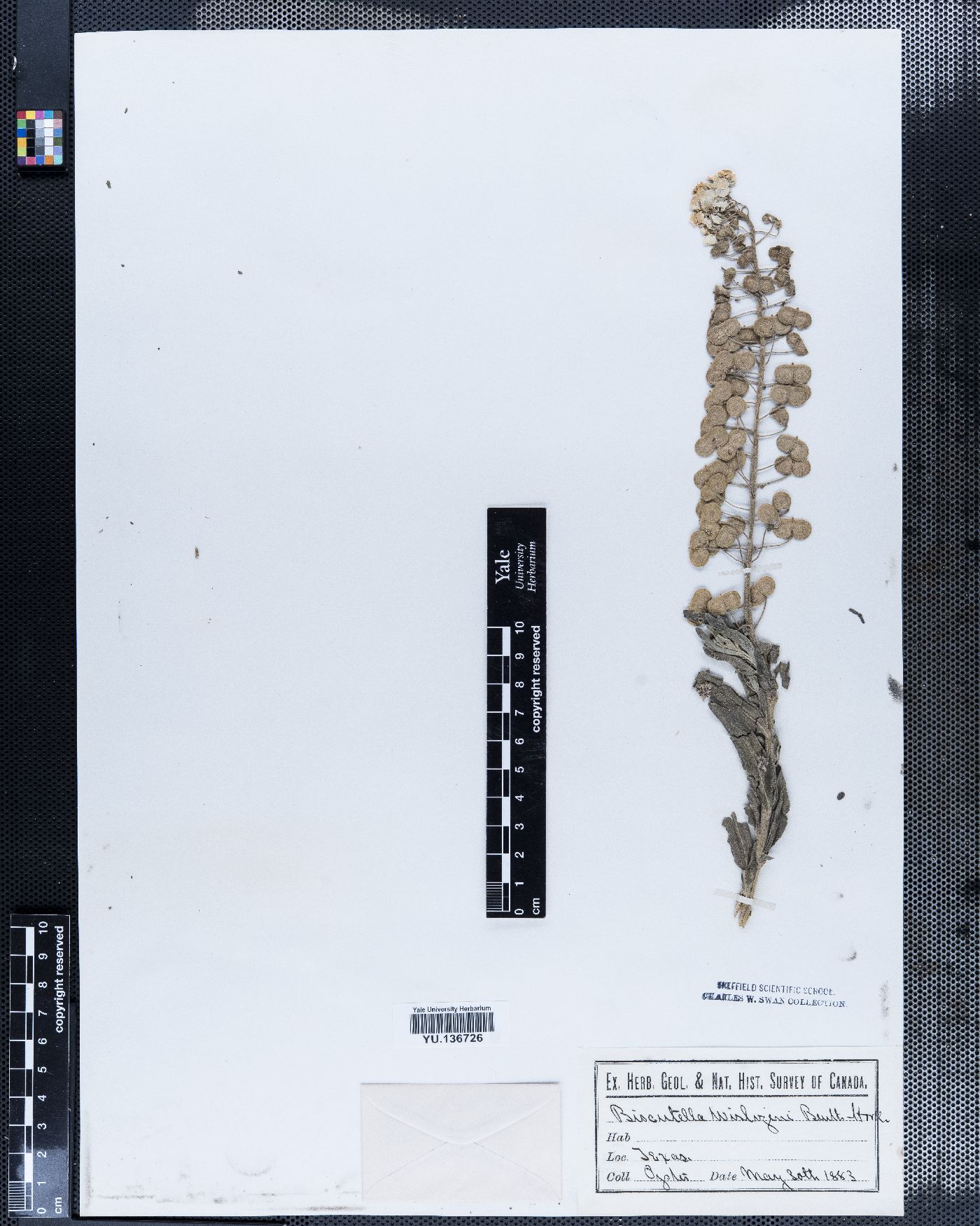 Biscutella wislizeni image