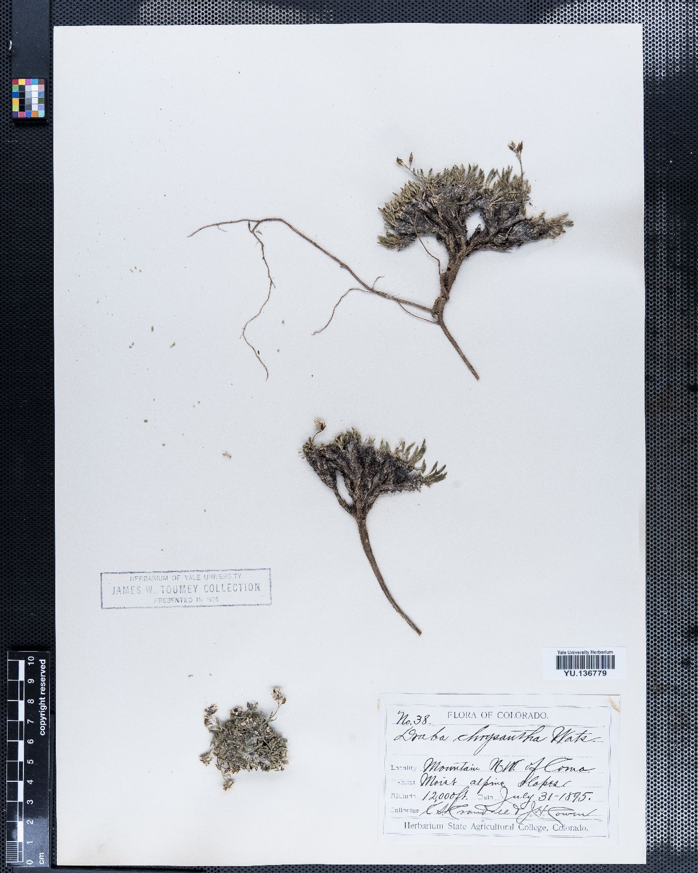 Draba chrysantha image