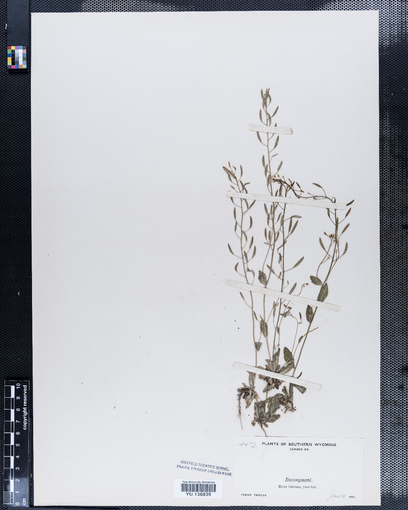 Draba albertina image