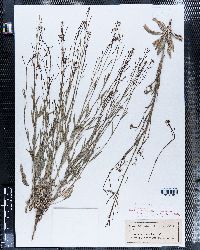 Sisymbrium virgatum image